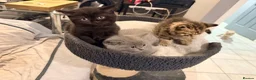 British Shorthair cats for sale: THREE BRITISH SHORTHAIR KITTENS  - Advert 3