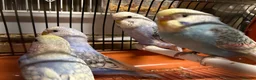 Budgerigars birds for sale: Budgies for sale, all in good health - Advert 18