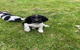 English Springer Spaniel dogs for sale: English Springer Spaniel Puppies for Sale - Image 15