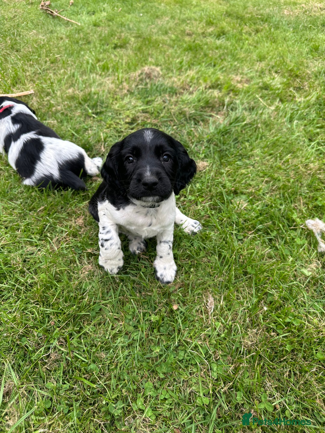 English Springer Spaniel dogs for sale: English Springer Spaniel Puppies for Sale - Image 15