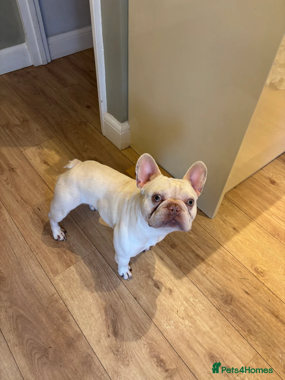 French Bulldog dogs for sale: French bulldog for sale  - Advert 6