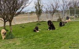Caucasian Shepherd Dog dogs for sale: 🧸Caucasian Shepherd Puppies Ready Now! 🧸 - Image 14