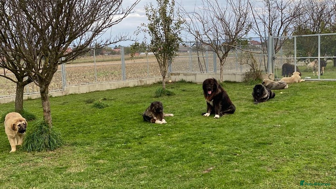 Caucasian Shepherd Dog dogs for sale: 🧸Caucasian Shepherd Puppies Ready Now! 🧸 - Image 14