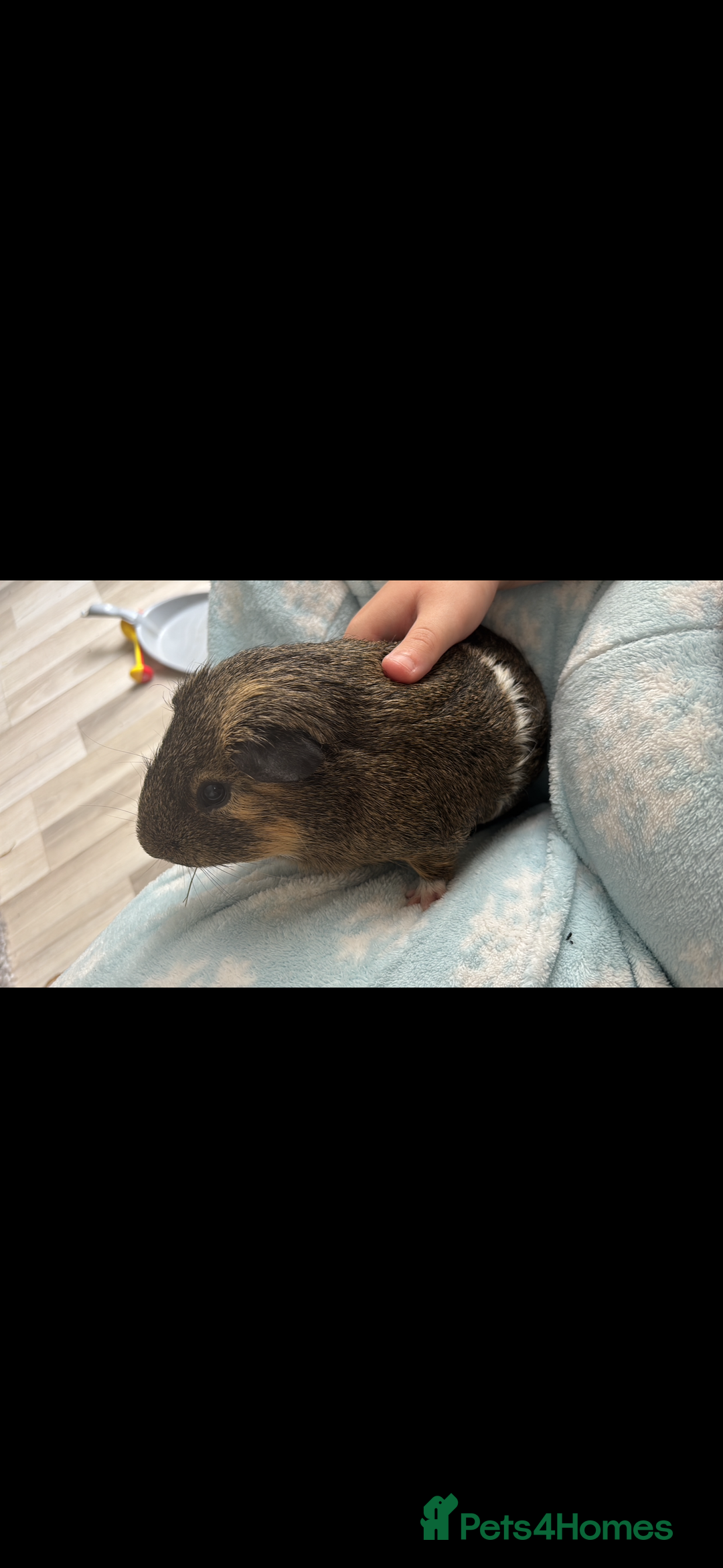 Guinea Pig rodents for sale: 2 make guinea pigs with c&c cage - Advert 3