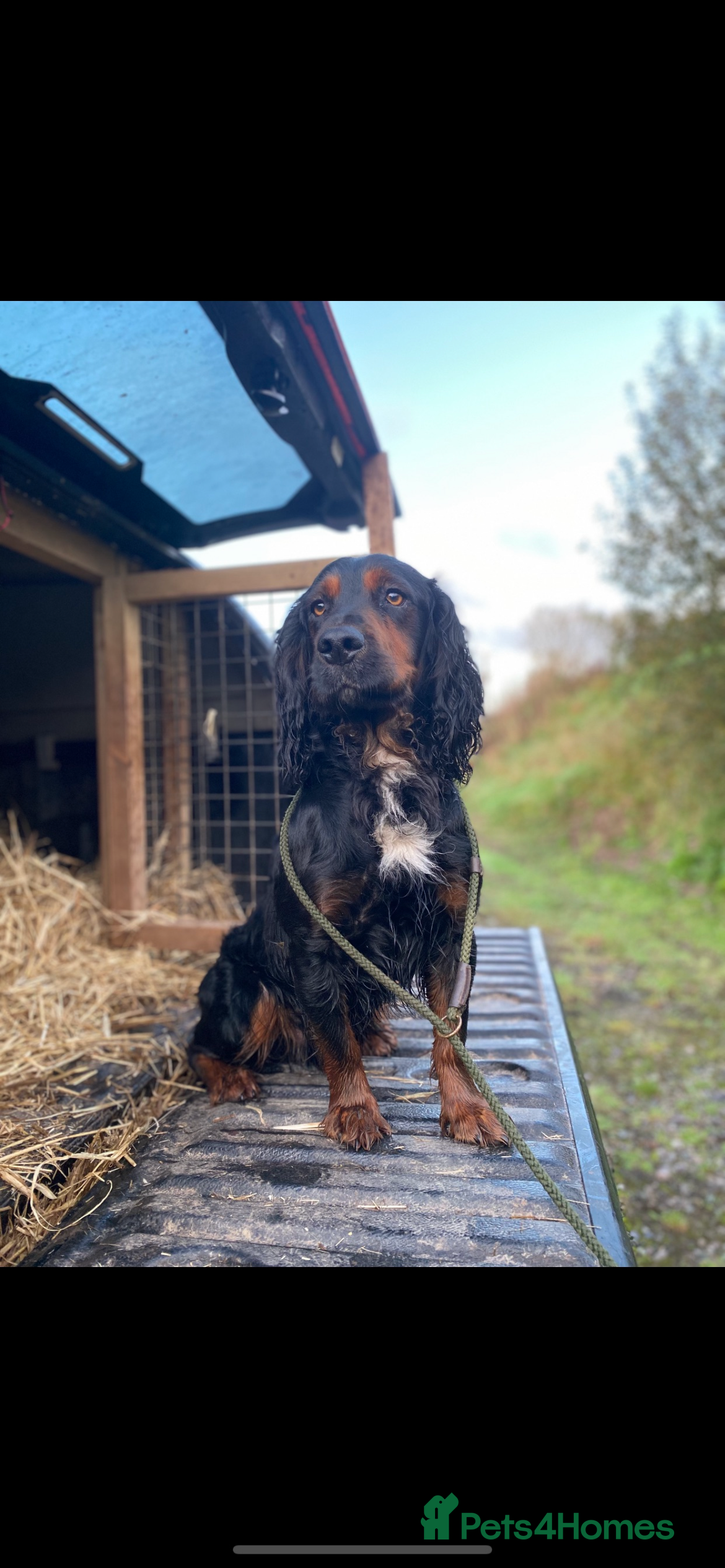 Cocker Spaniel dogs Standing at STUD Finn  - Advert 1