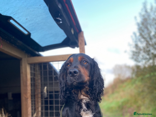 Cocker Spaniel dogs Standing at STUD Finn - Advert 1