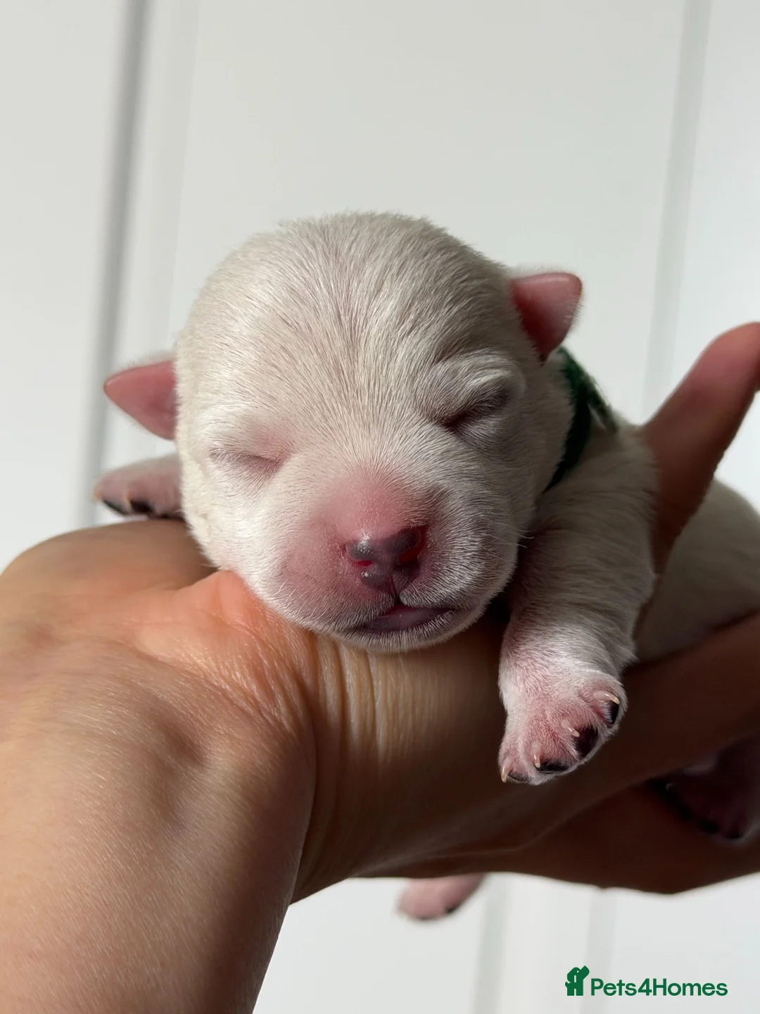 West Highland Terrier dogs for sale: 🤍🐶 Ruth's Westie puppies have arrived! in London - Advert 11