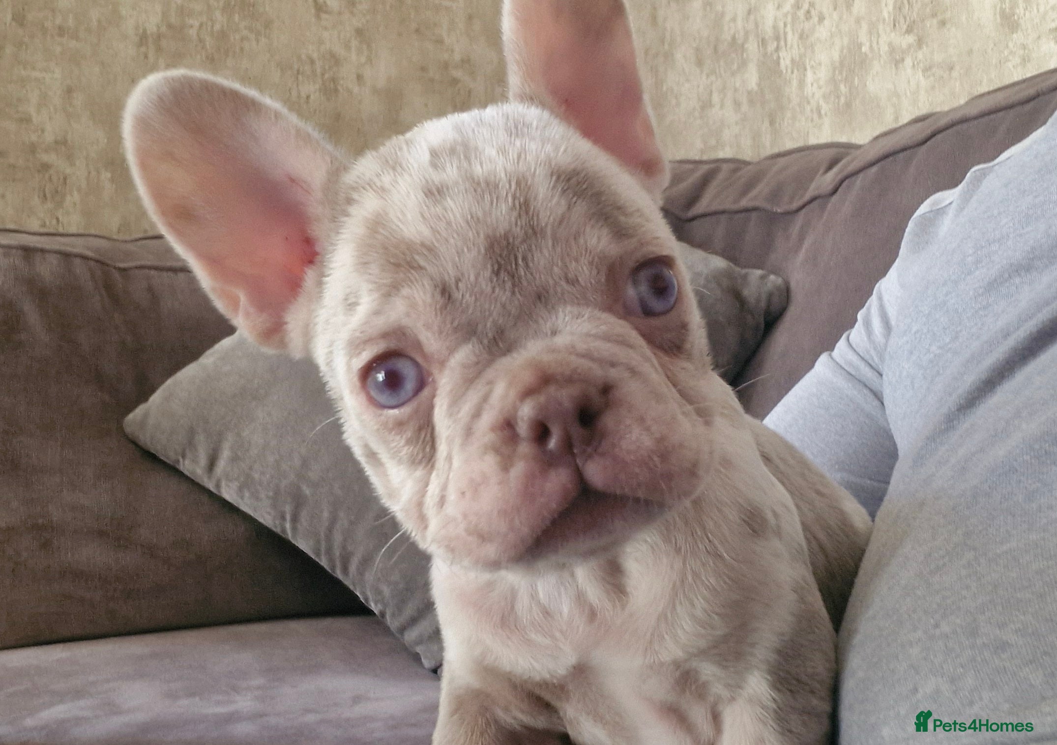 French Bulldog dogs Last female merle french bulldog - Advert 5