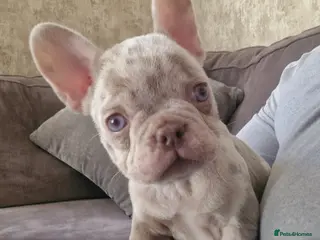 French Bulldog dogs Last female merle french bulldog - Advert 5