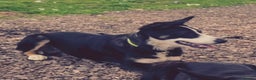 Border Collie dogs for sale: Tucker 13 month old collie - Advert 3