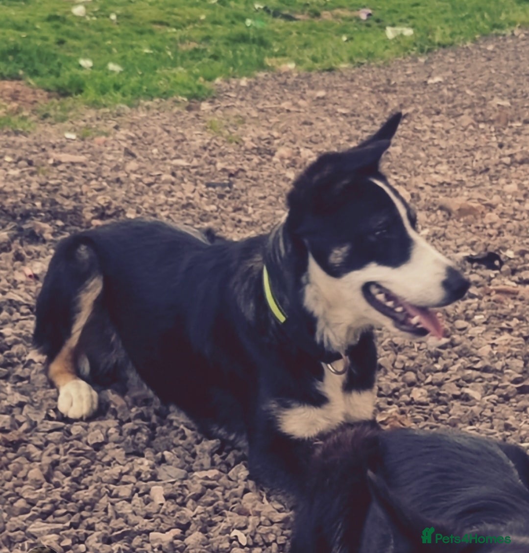 Border Collie dogs for sale: Tucker 13 month old collie - Advert 3