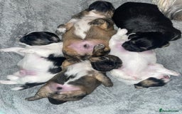Shih Tzu dogs for sale: Shih tzu puppies - Image 4