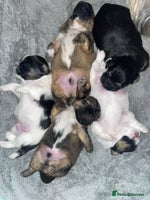 Shih Tzu dogs Shih tzu puppies - Advert 5