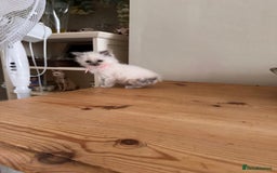 Birman cats for sale: Beautiful Birman Kittens - Image 10
