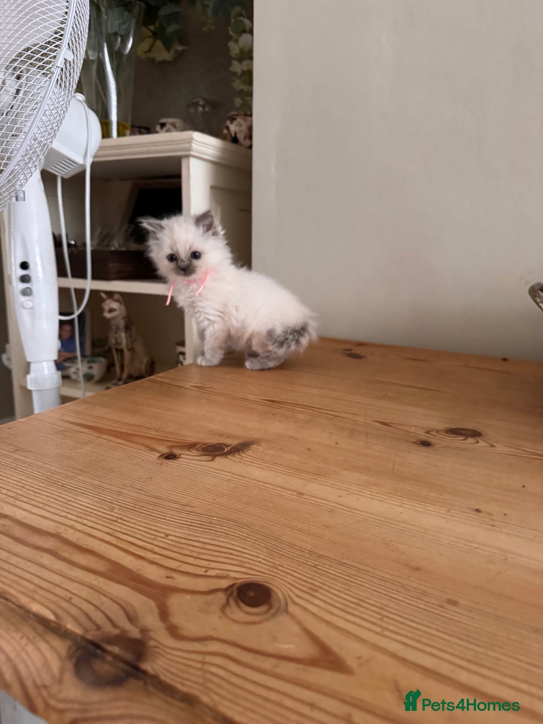 Birman cats for sale: Beautiful Birman Kittens - Image 10