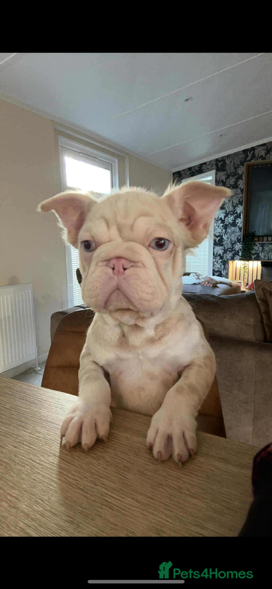 French Bulldog dogs for sale: Visual fluffy wrapped in pink 🎀  - Image 1