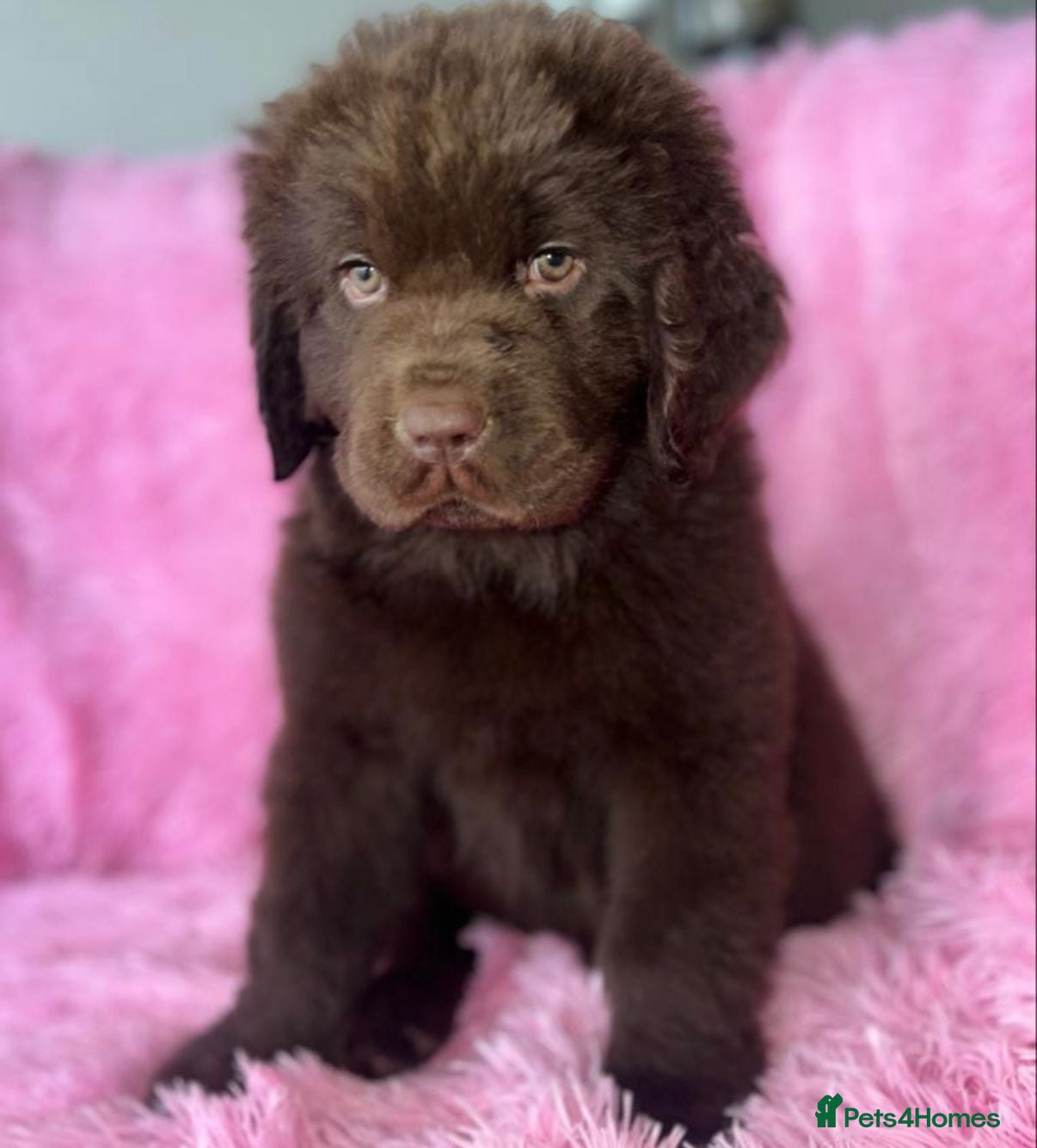 Newfoundland dogs 🍯🩷 Honey 🩷🍯 - Advert 11