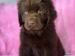 Newfoundland dogs 🍯🩷 Honey 🩷🍯 - Advert 11