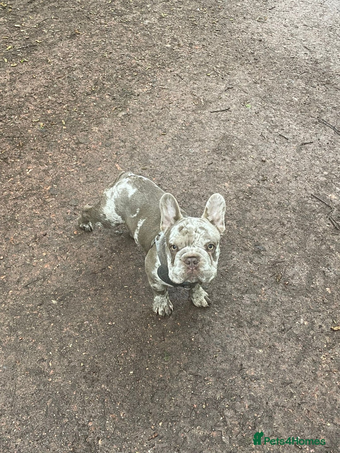 French Bulldog dogs for sale:  Isabella merle male French bulldog - Advert 4