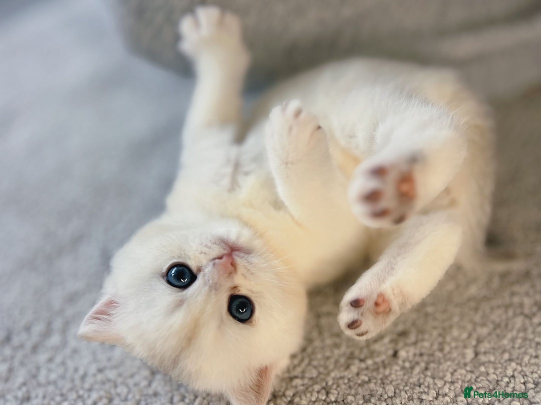 British Shorthair cats for sale: Gorgeous Golden Silver British Shorthair Kitten - Advert 3