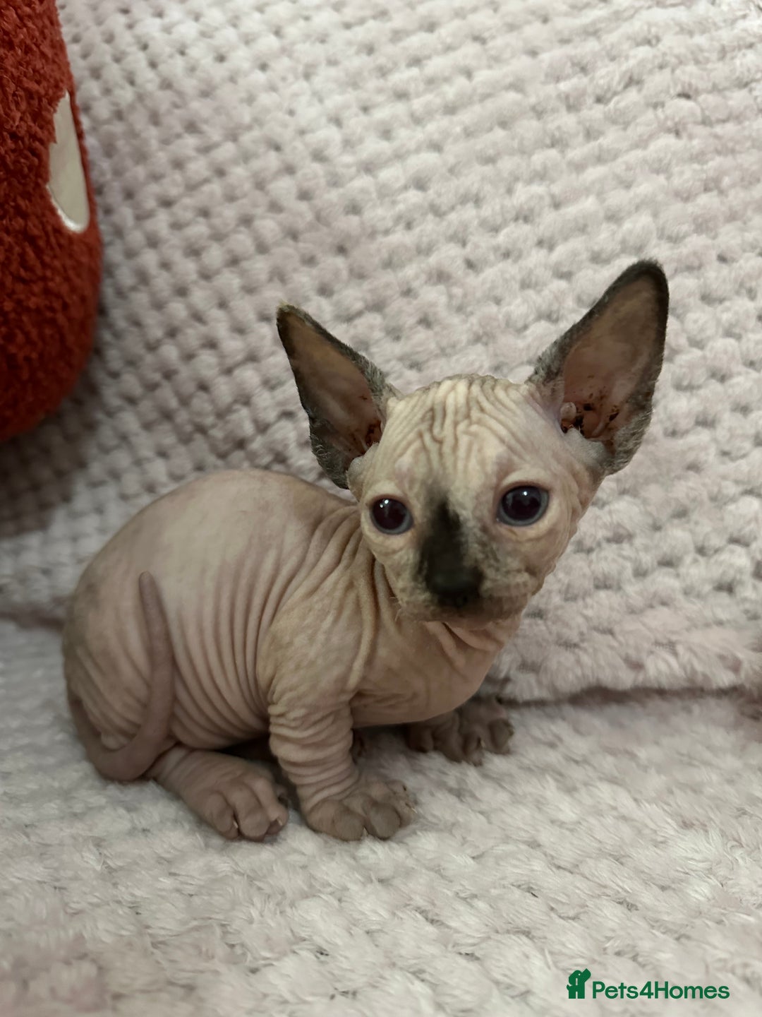 Sphynx cats for sale: Bambino kittens Ready now! - Advert 16