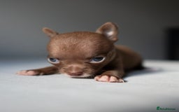 Chihuahua dogs for sale: Micro Chihuahua Puppies - Exceptional Lines - Image 7