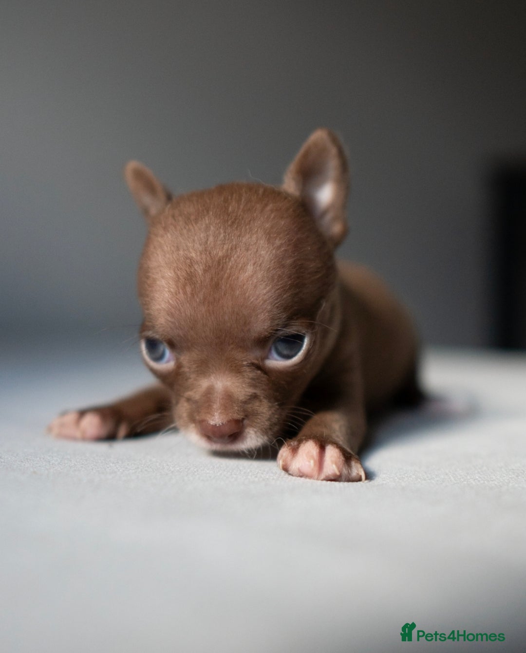Chihuahua dogs for sale: Micro Chihuahua Puppies - Exceptional Lines - Image 7