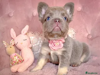 French Bulldog dogs 🌸READY TO GO,FLUFFY GIRLS&BOYS🌸 - Advert 7