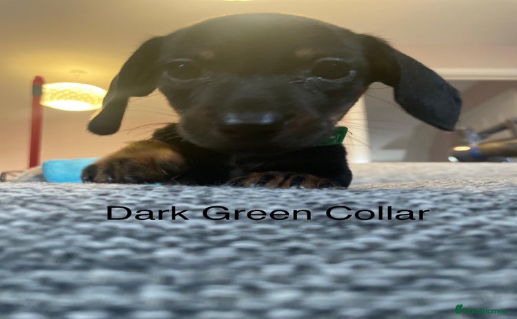 Dachshund dogs - Advert 11