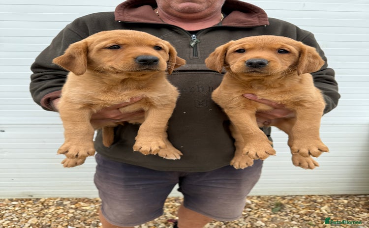 Goldador dogs - Advert 1