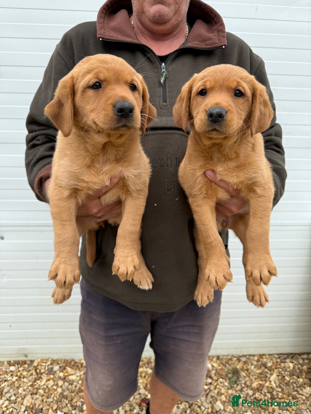 Goldador dogs for sale: Chunky dark red Goldador puppies  - Image 1