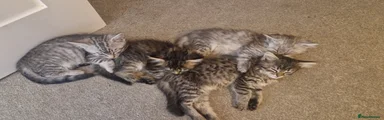 Maine Coon 3