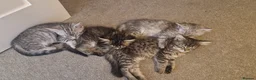 Maine Coon cats for sale: Kittens for sale - Advert 3
