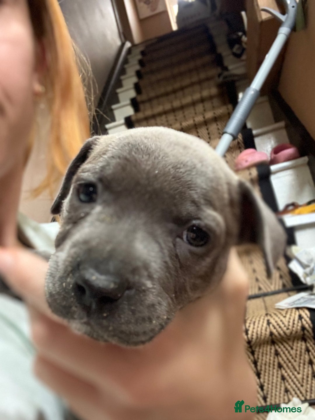 Staffordshire Bull Terrier dogs for sale: Blue Staffordshire bull terrier pups  - Image 2