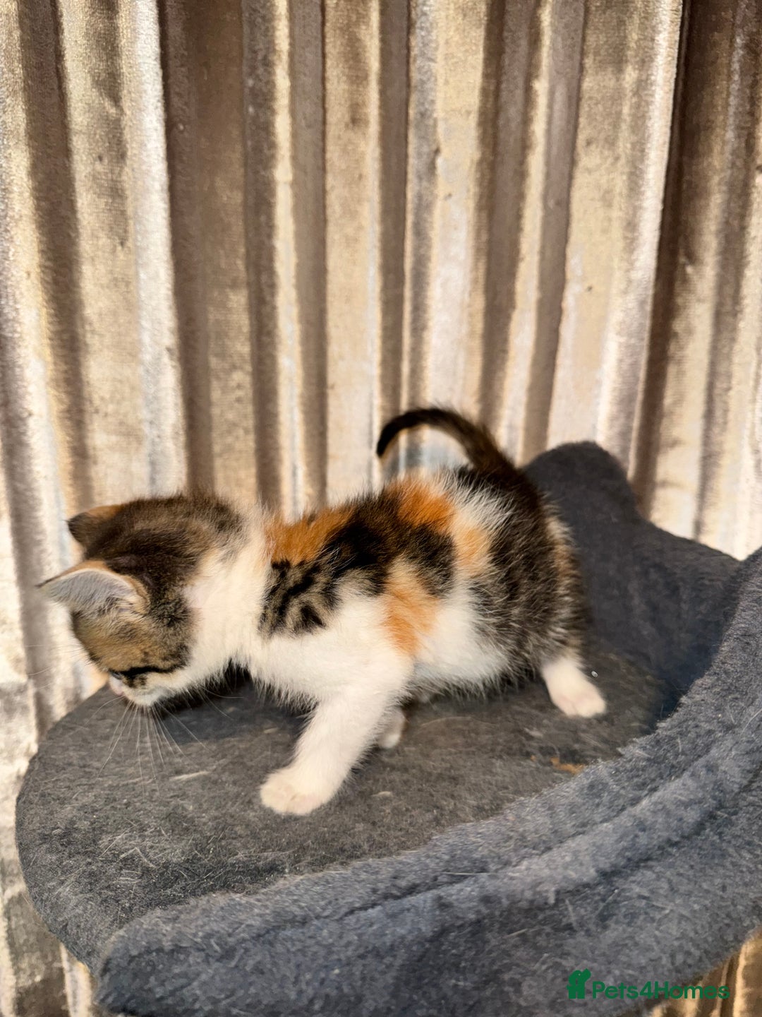 Mixed Breed cats for sale: Tigers angel - Image 7