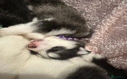 Pomsky dogs for sale: F4 beautiful puppy pomskie blue eyes - Image 12