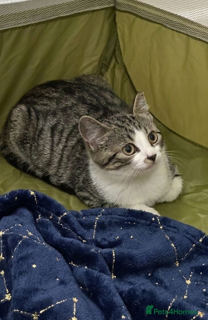 Mixed Breed cats Adorable 14 week old male kitten available  - Advert 17