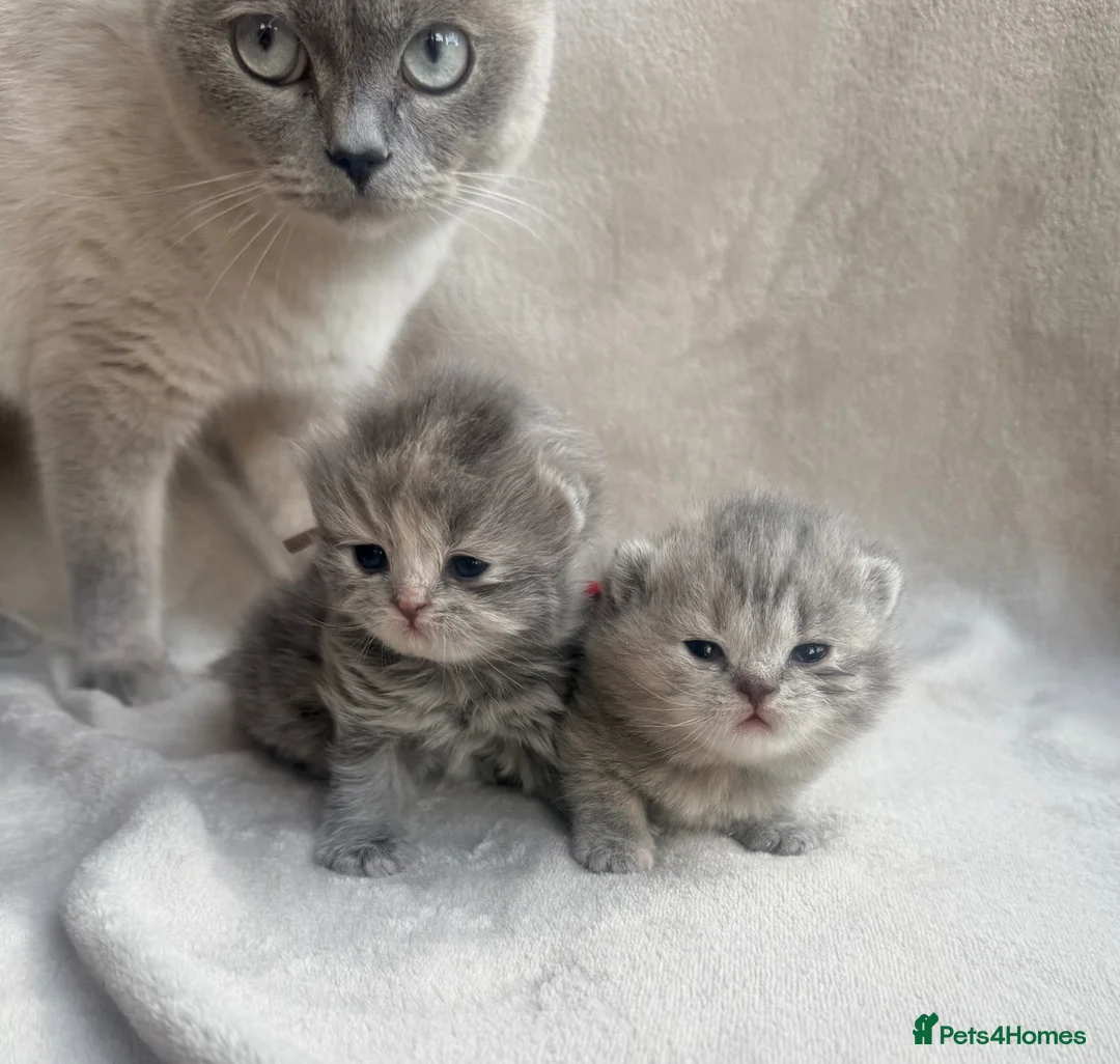 British Longhair cats for sale: Blue tortie lh girl *health checked*TICA reg* - Advert 2