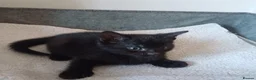 Mixed Breed cats for sale: Beautiful kittens😍😍😍😍😍 - Advert 15