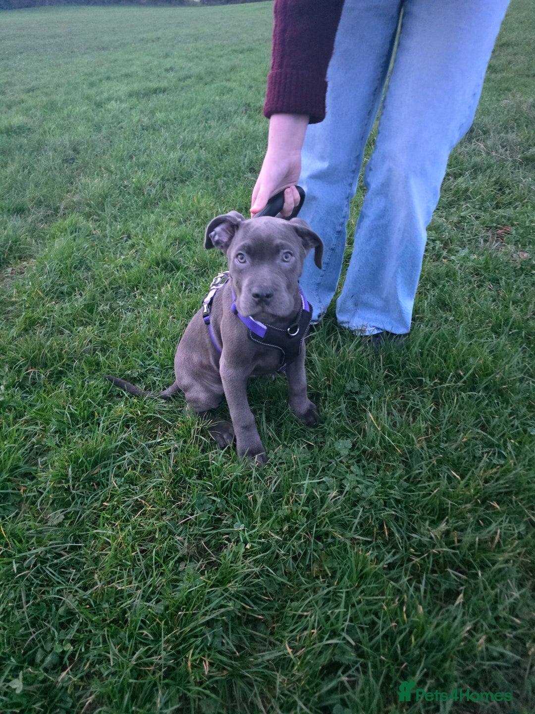 Cane Corso dogs for sale: Blue Cane Corso Puppy (female) - Advert 3