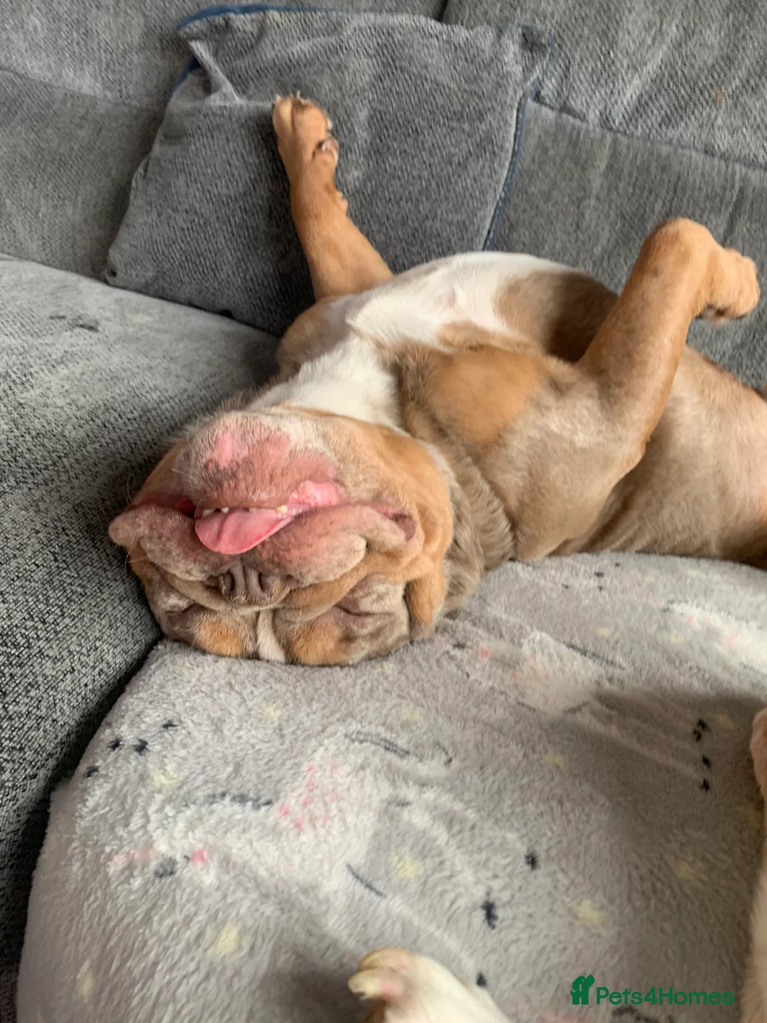 English Bulldog dogs for sale: Beautiful boy  - Advert 5