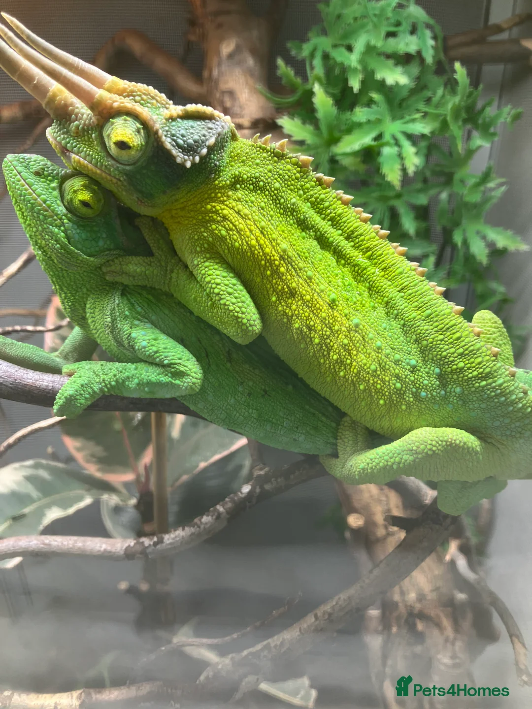 Chameleon reptiles for sale: Jackson Chameleons - Advert 10