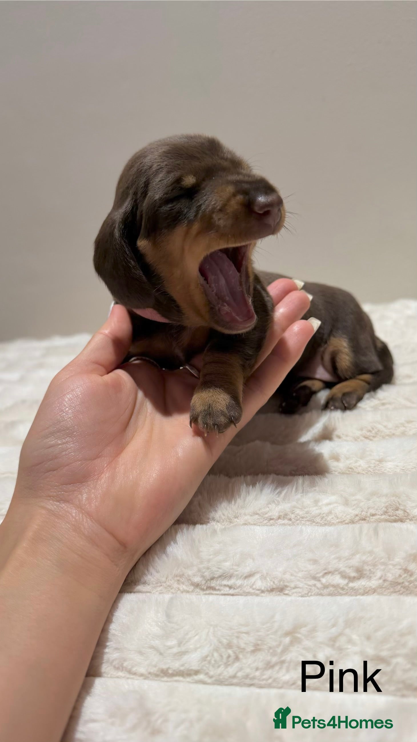 Miniature Dachshund dogs for sale: 🐾 Miniature Dachshund Puppies For Sale 🐾  - Advert 4