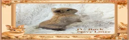 Mini Lop rabbits for sale: 🌻 Baby Mini Lops 🌻 Reserve Now 🌻 Ready 4th Oct - Advert 13