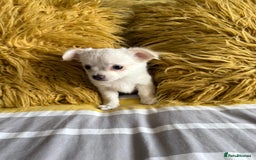 Chihuahua dogs for sale: 3 boys, long haired chihuahuas  - Image 3