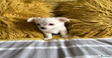 Chihuahua dogs - Advert 9