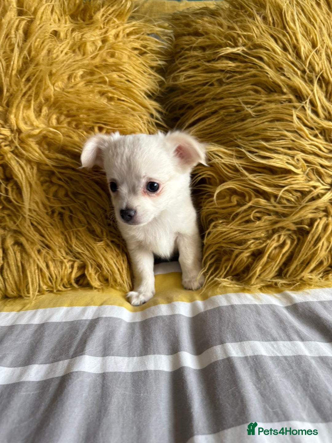 Chihuahua dogs for sale: 3 boys, long haired chihuahuas  - Image 3