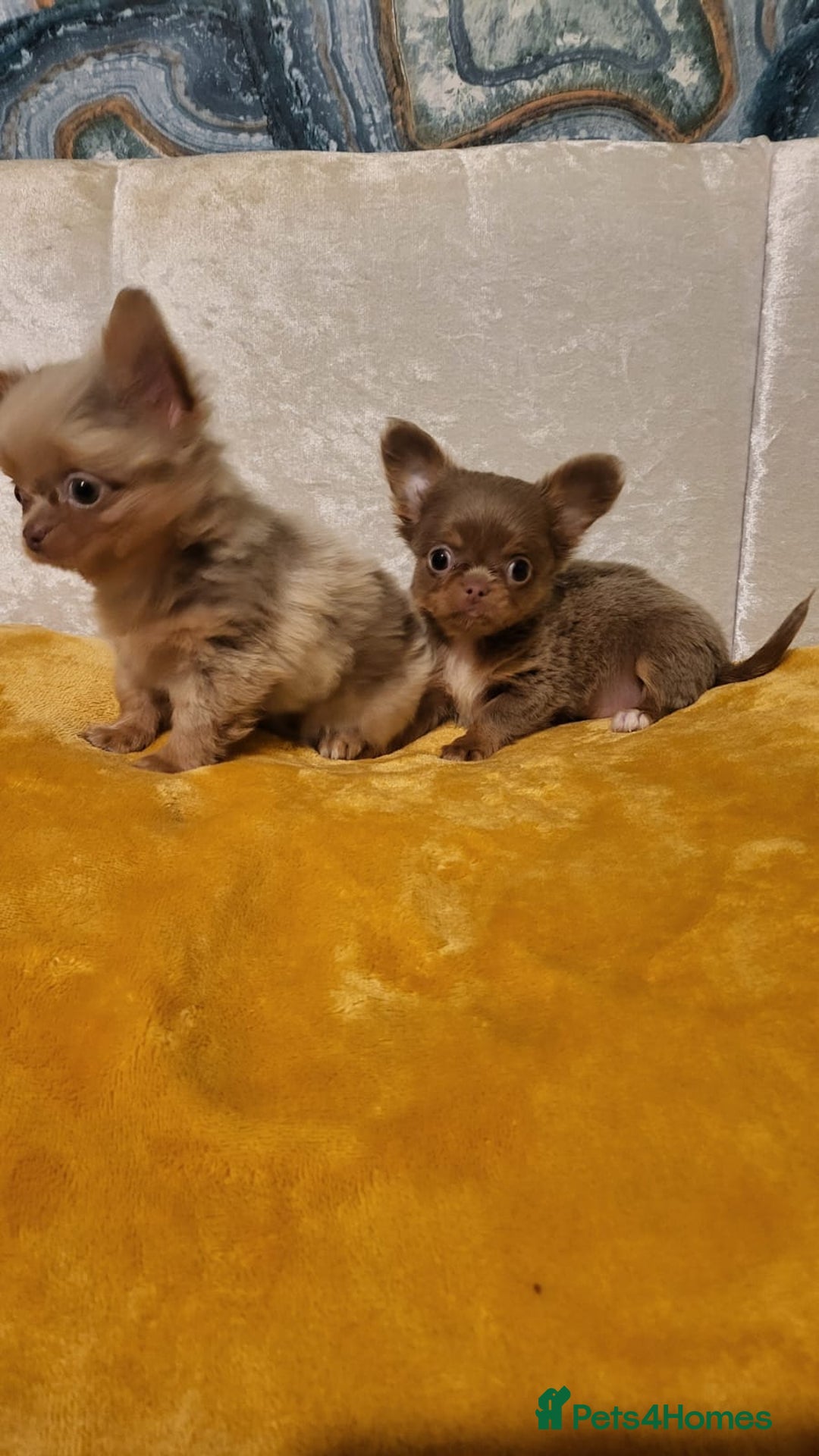 Chihuahua dogs for sale: Beautiful Long-Haired Chihuahua Puppies - Advert 4
