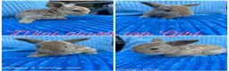 Mini Lop rabbits for sale: Pure breed mini plush lops  - Advert 5