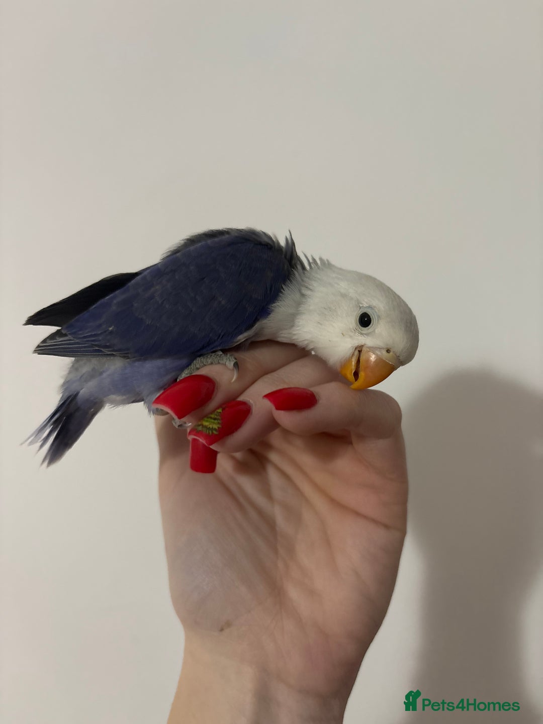 Lovebirds birds for sale: Baby lovebirds  - Advert 1